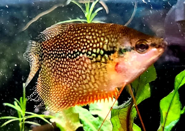 Pearl Gourami - Image 3