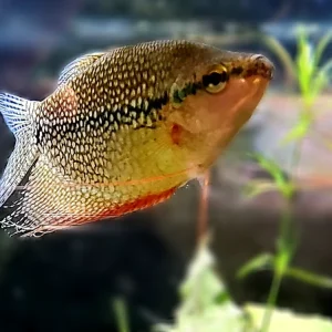 Pearl Gourami