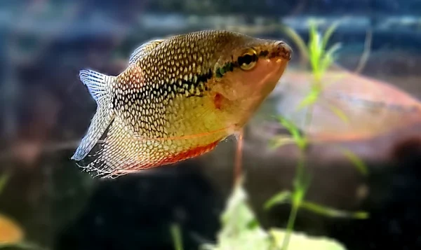 Pearl Gourami