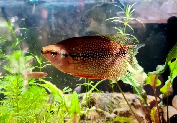 Pearl Gourami - Image 4