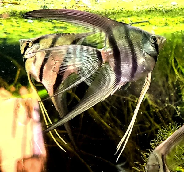 Peruvian Altum Angelfish - Image 4