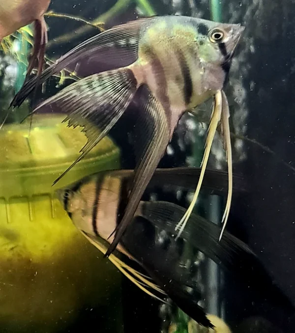 Peruvian Altum Angelfish - Image 5