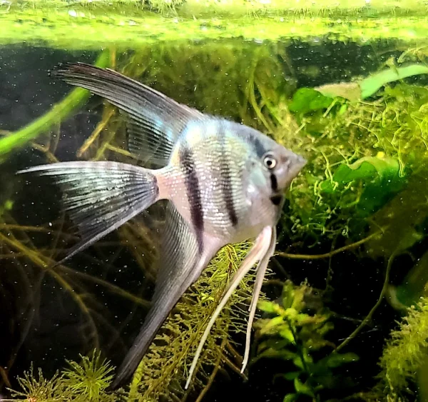 Peruvian Altum Angelfish - Image 3