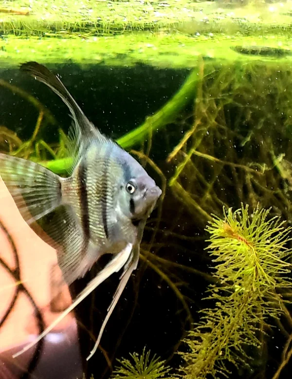 Peruvian Altum Angelfish - Image 2