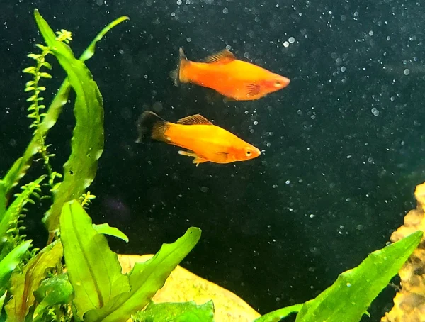 Southern Platyfish - Image 6