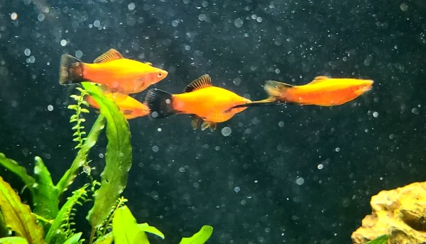 Southern Platyfish - Image 7