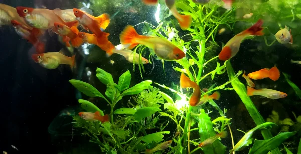 Koi Guppy - Image 3
