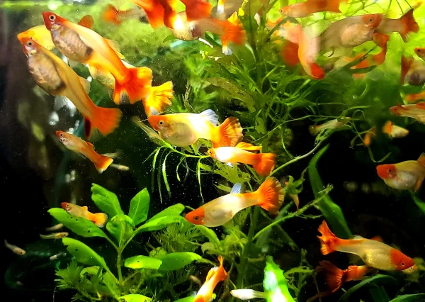 Koi Guppy - Image 2