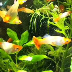 Koi Guppy