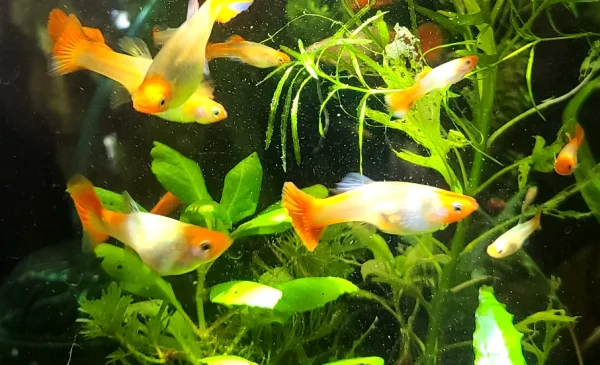 Koi Guppy
