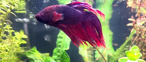 Red Veiltail Betta - Image 2