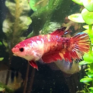 Red Crowntail Betta