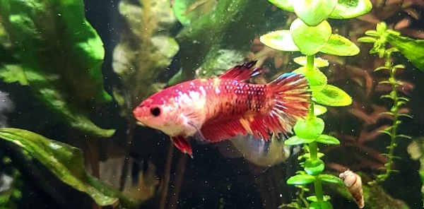 Red Crowntail Betta
