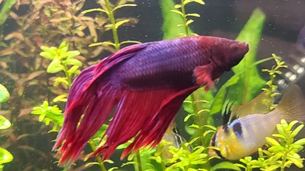 Red Veiltail Betta - Image 4