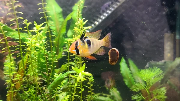 Ram Cichlid - Image 2