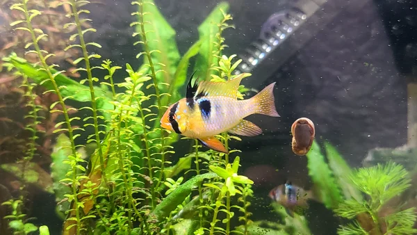 Ram Cichlid - Image 3