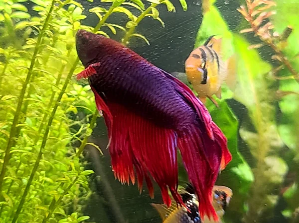 Red Veiltail Betta - Image 3