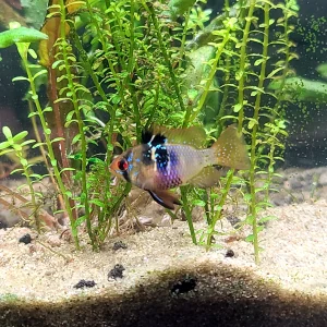 Ram Cichlid