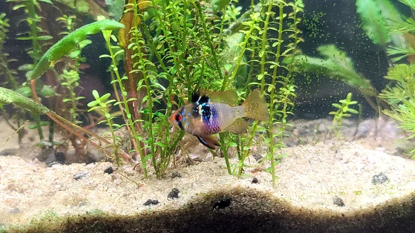 Ram Cichlid