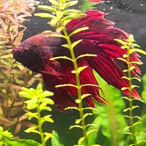Red Veiltail Betta
