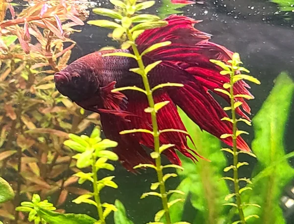 Red Veiltail Betta