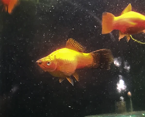 Southern Platyfish - Image 4