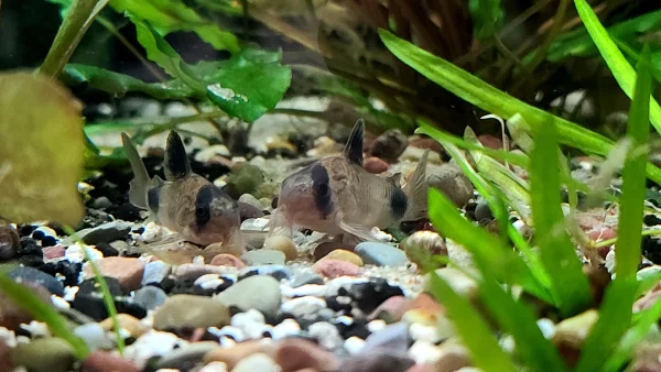 Panda Corydoras - Image 3