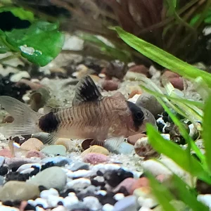 Panda Corydoras
