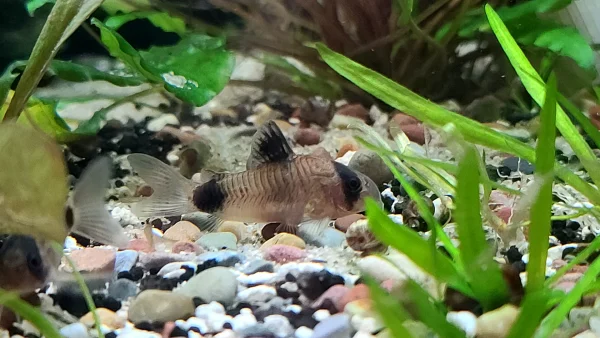 Panda Corydoras