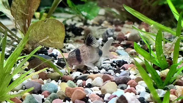 Panda Corydoras - Image 2