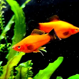 Southern Platyfish