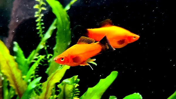 Southern Platyfish