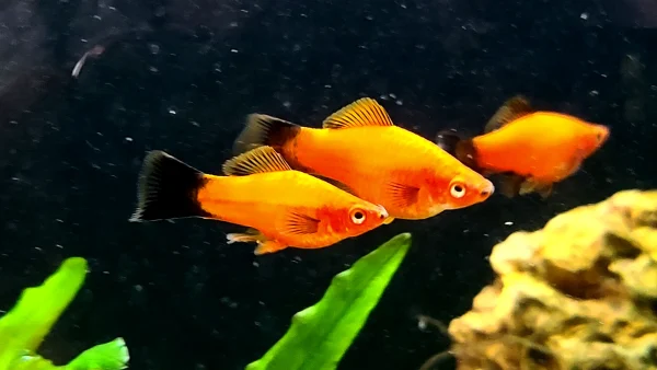 Southern Platyfish - Image 2
