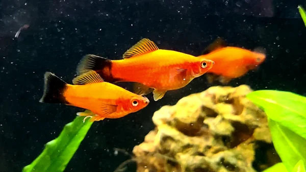 Southern Platyfish - Image 3