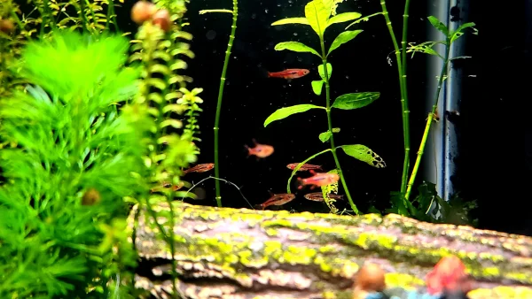 Chili Rasbora - Image 2