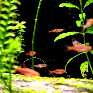 Chili Rasbora