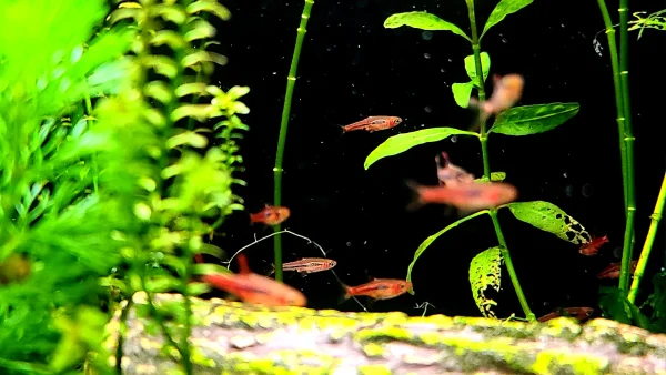 Chili Rasbora