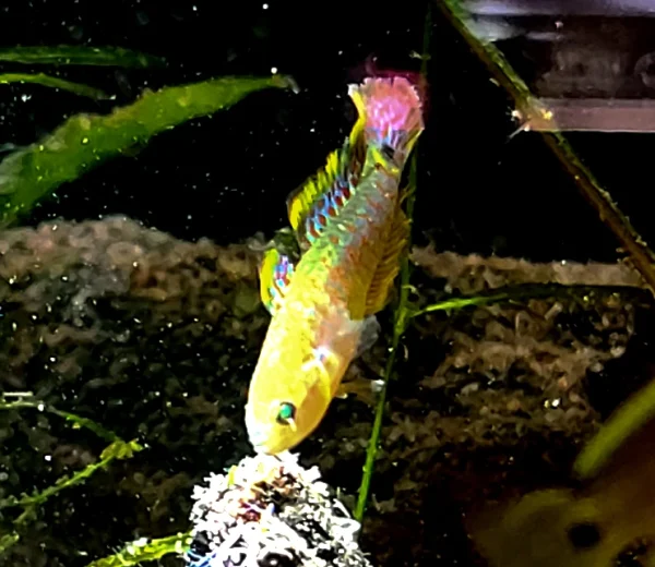 Peacock Gudgeon - Image 2