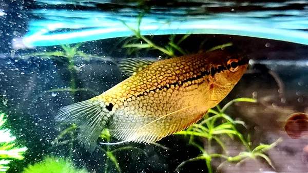 Pearl Gourami - Image 2