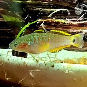 Peacock Gudgeon