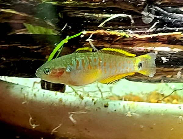 Peacock Gudgeon