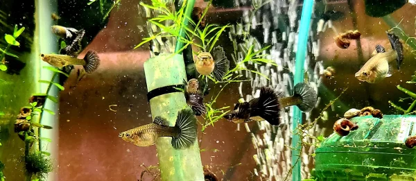 Yellow Tuxedo Guppy - Image 3