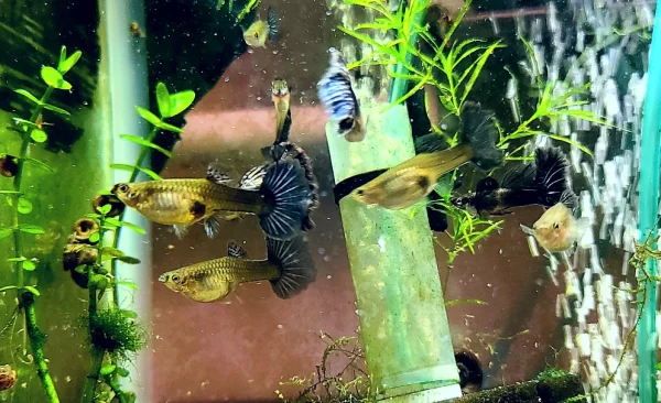 Yellow Tuxedo Guppy - Image 2