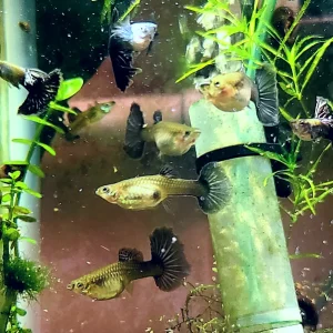 Yellow Tuxedo Guppy