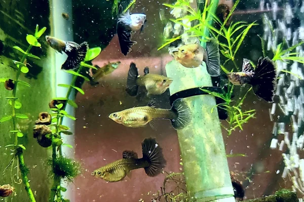 Yellow Tuxedo Guppy