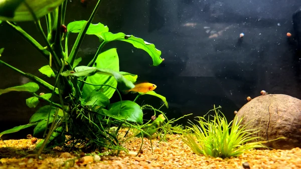 Yellow Dwarf Cichlid - Image 4