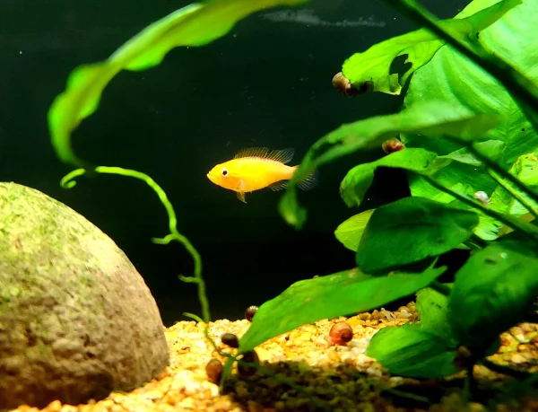Yellow Dwarf Cichlid - Image 3