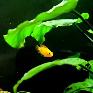 Yellow Dwarf Cichlid