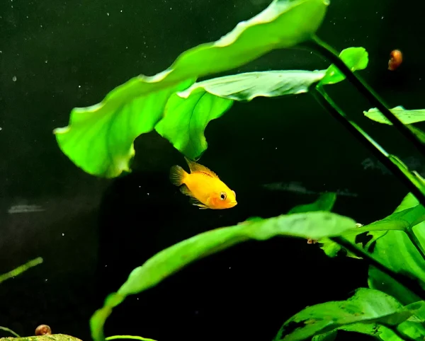 Yellow Dwarf Cichlid