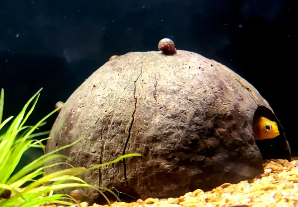 Yellow Dwarf Cichlid - Image 5